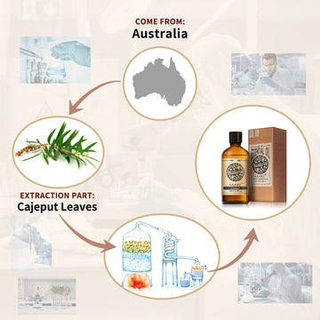 Cajeput Essential Oil AKARZ Natural And Pure (30ML 100ML )